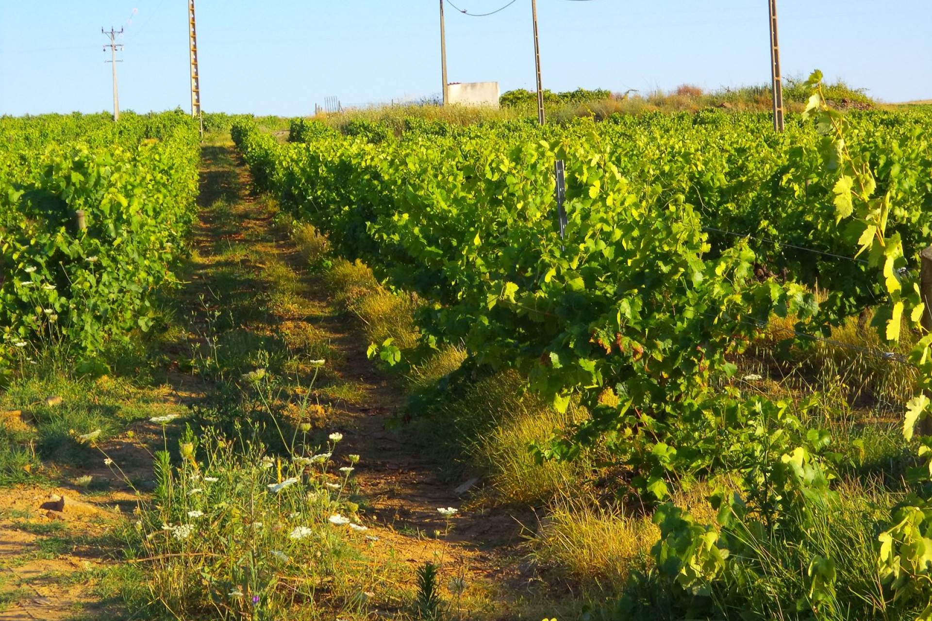 Nas Centenárias Vinhas de Vila Alva