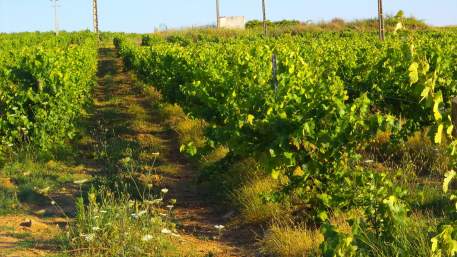 Nas Centenárias Vinhas de Vila Alva