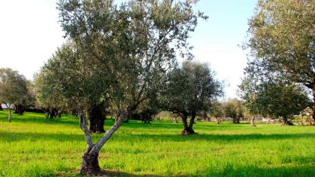 Olivais e Montados de Montemor