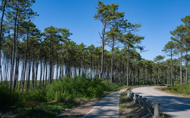 Grande Rota da Ria de Aveiro - Percurso Dourado