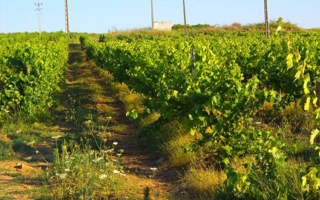 Nas Centenárias Vinhas de Vila Alva